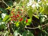 Berries among the Oregon Grape